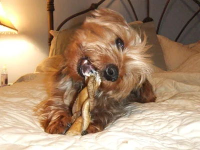 chew-all-gone.jpg