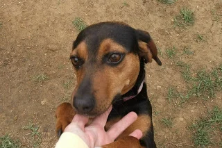Gracie.JPG
