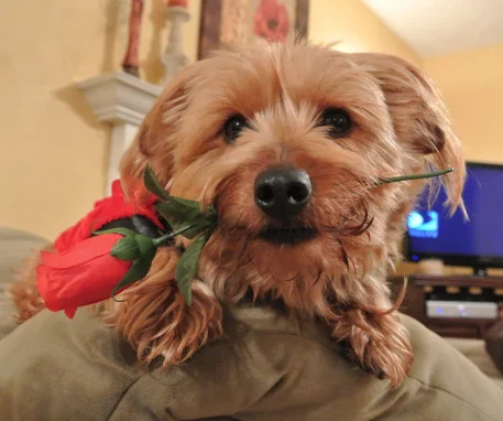valentine5_01.JPG