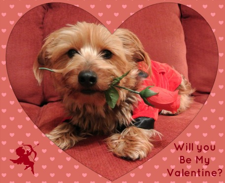 Valentine2013.jpg