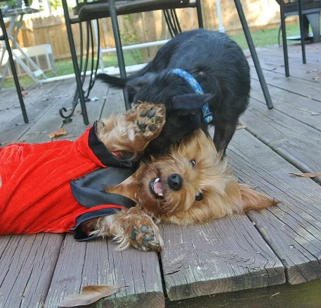 dogplay_01.JPG