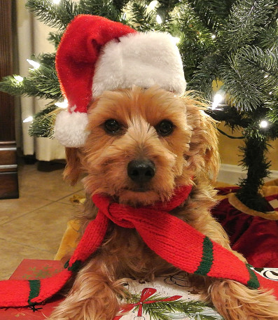 xmasdog_01.JPG
