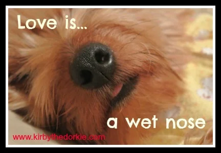 wetnose.jpg