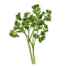 parsley.jpg