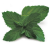 peppermint leaf