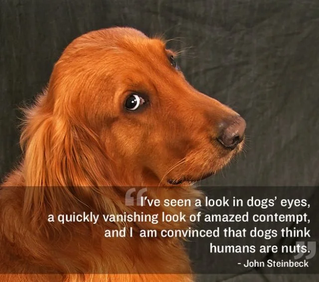 dogs are like toddlers