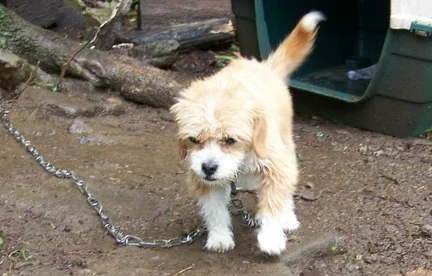 chained dog.jpg