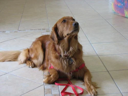  Photo Courtesy of Therese Kopiwoda Austin Pet First Aid .