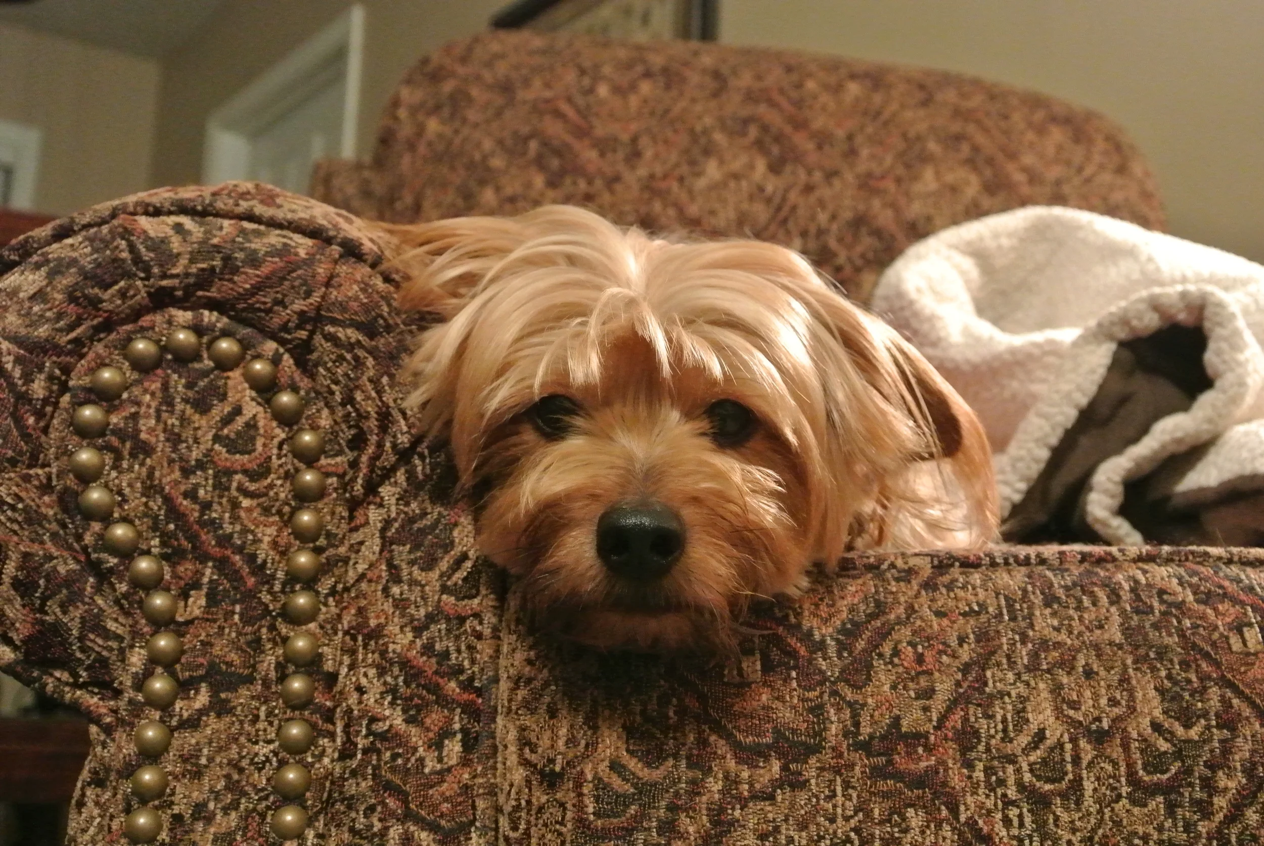 food coloring for dogs