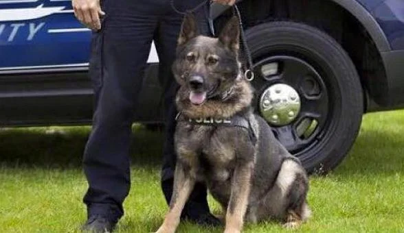 photo credit: Pittsburgh Police K9 Unit