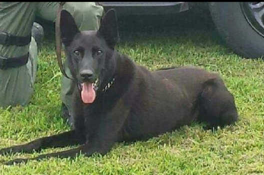 Photo credit: Monroe County Sheriff's Office