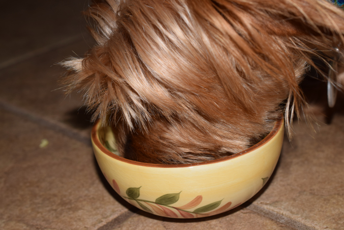 Hasn't lifted his head from the bowl