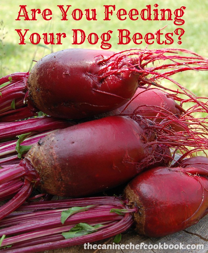Can Dogs Eat Beets? — The Canine Chef 