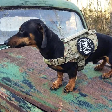 Tactical Dog Vest_1.jpg