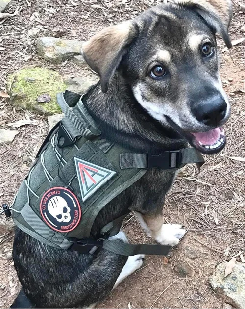 k9 tactical gear collar