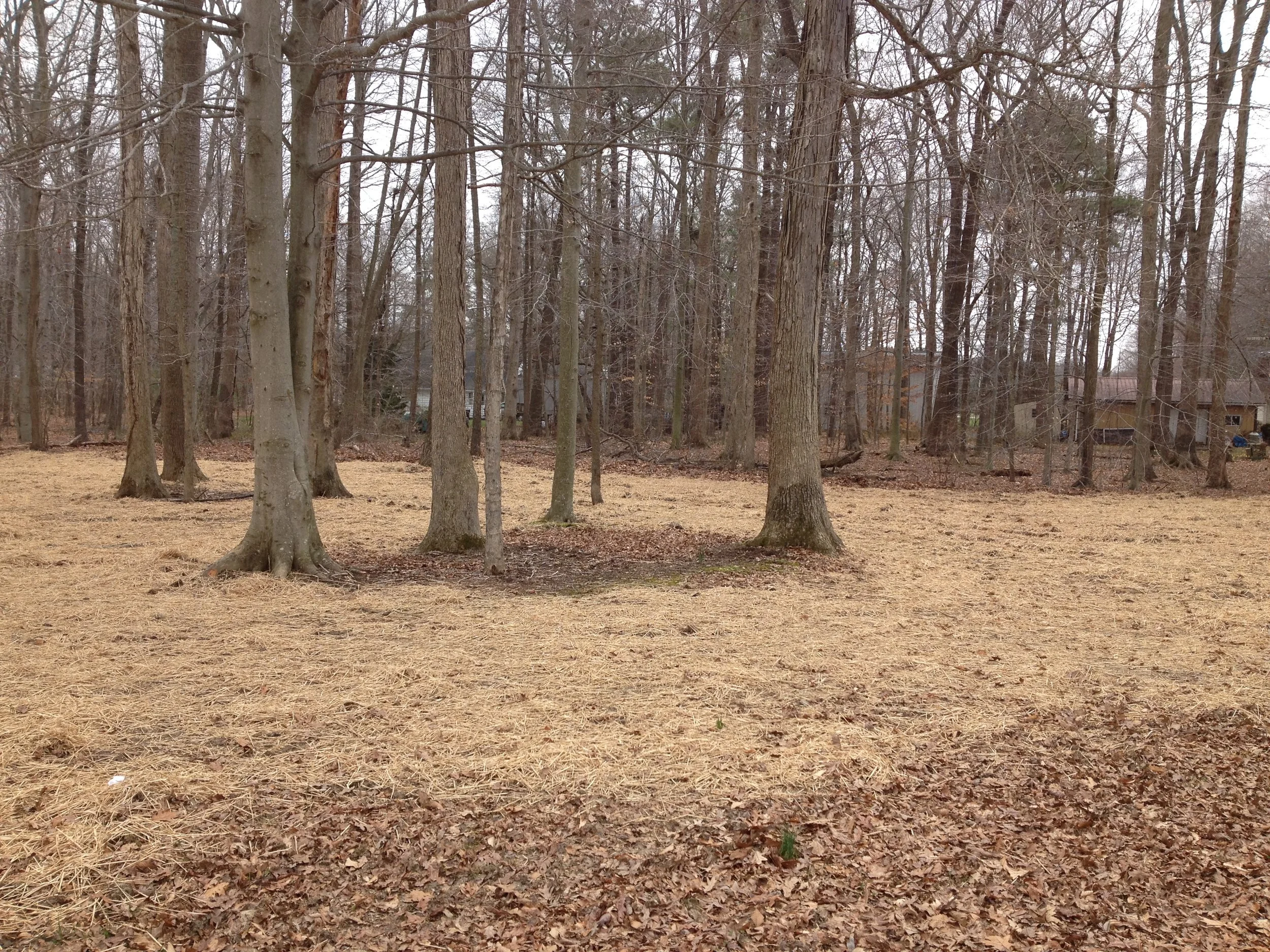 Final grading of wooded area | Shore Quality Contracting, LLC