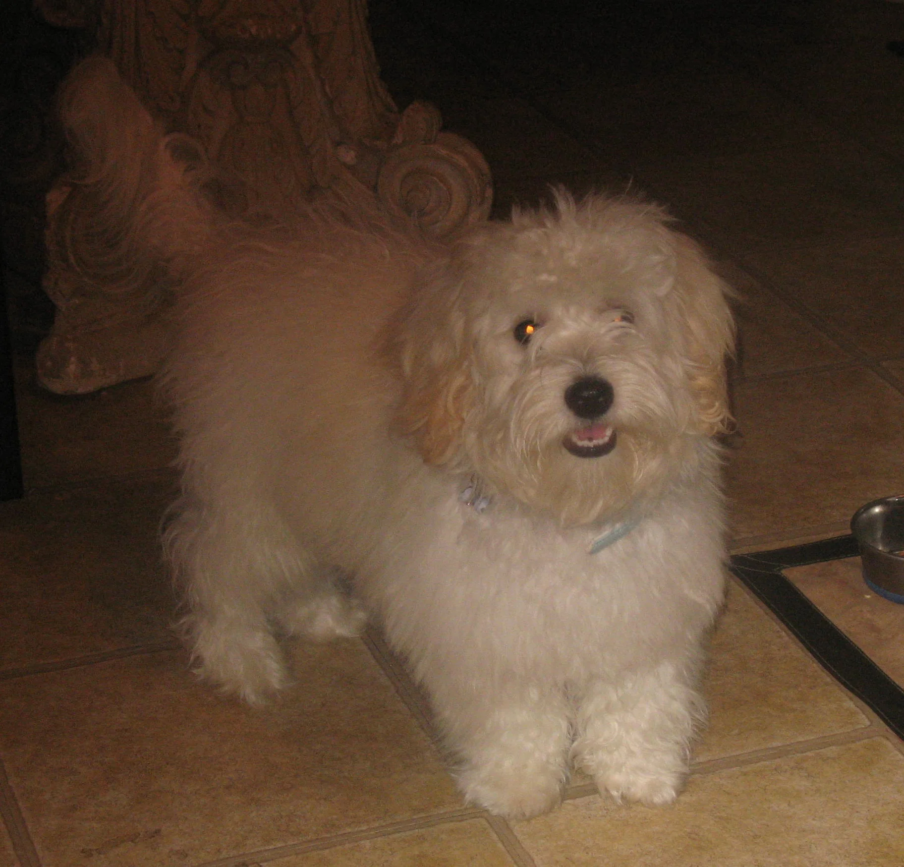 ASK ABOUT OUR PET ODOR TREATMENT FOR THOSE PESKY LITTLE PET MISTAKES