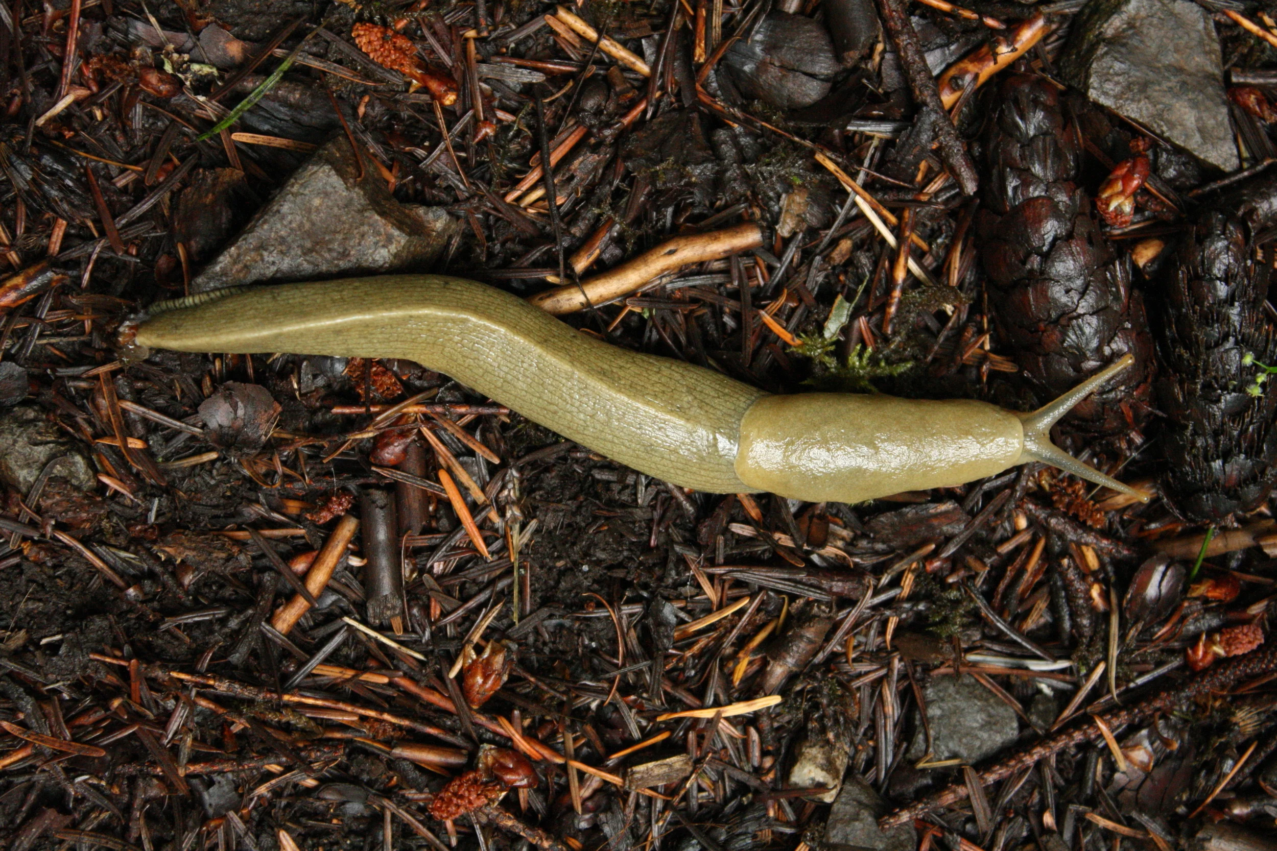    The Pacific Northwest   