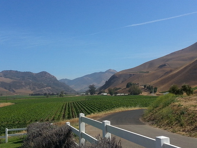 Bien Nacido Vineyards