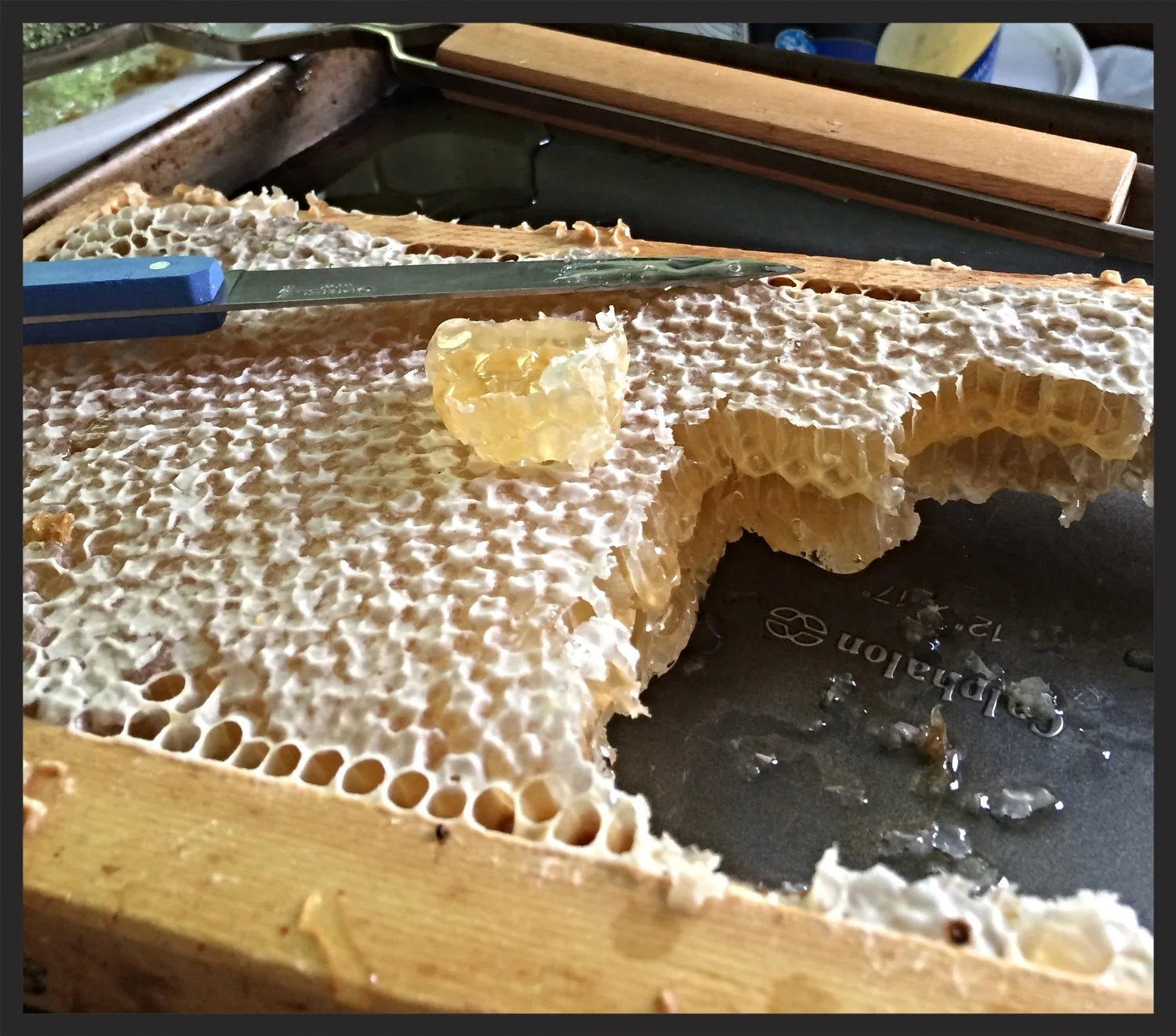 Honey Comb from FredD's Bees | FOODABLE WEBTV NETWORK