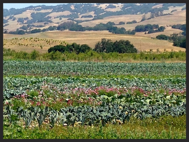 Green String Sustainable Farm | Foodable Network 