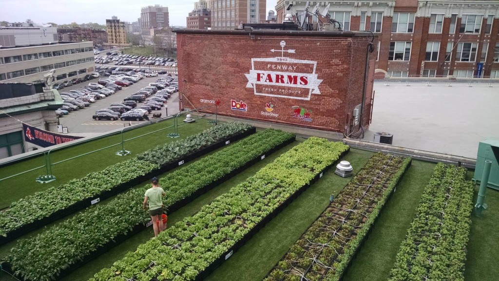 Fenway Park's rooftop garden, Fenway Farms | Credit: Green City Growers