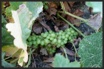 Santorini Grape Clusters | Foodable WebTV Network 