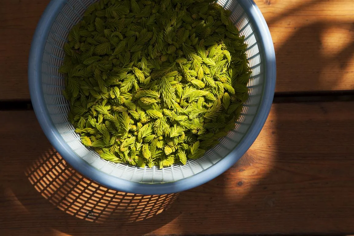 Foraging fare | Credit: The Willows Inn on Lummi Island