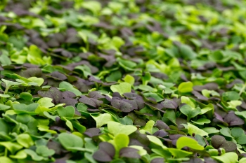 Micro Greens | Farmbox Greens
