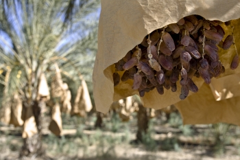 Date Palms Pre-Harvest | Brian Murphy for FoodableTV