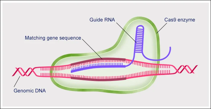 crispr-cas9-at-work-data.jpg