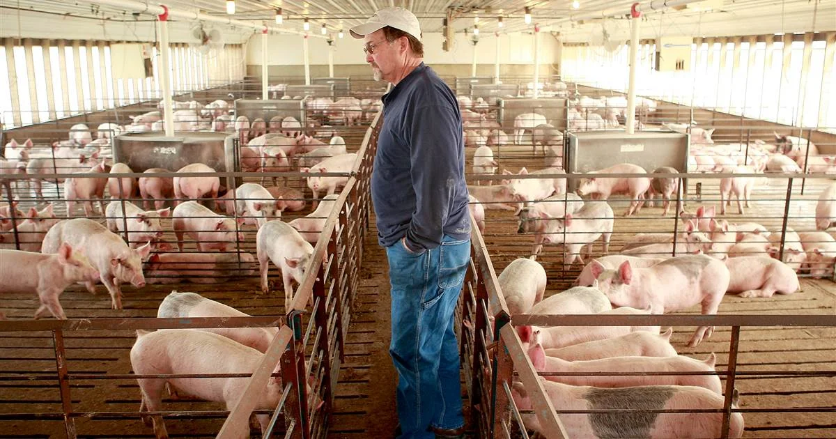180605-hog-farmer-iowa-pork-tariff-ew-1143a_9628a4ed83ee9b631c812541add4e624.jpg