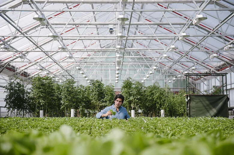 gothamgreens.jpg