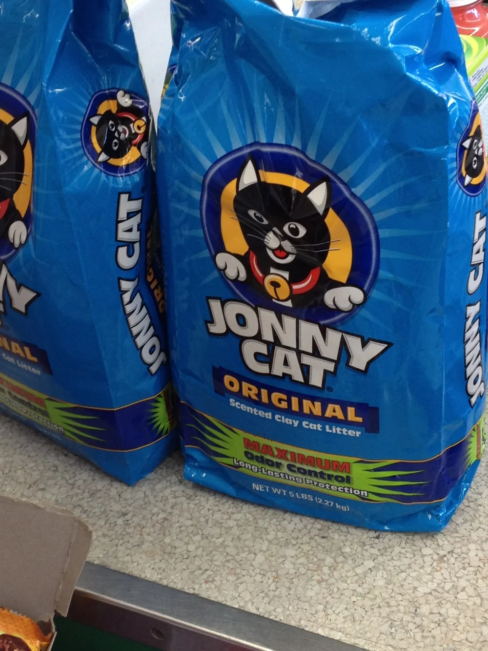 chihuahua and shih tzu mix full grown