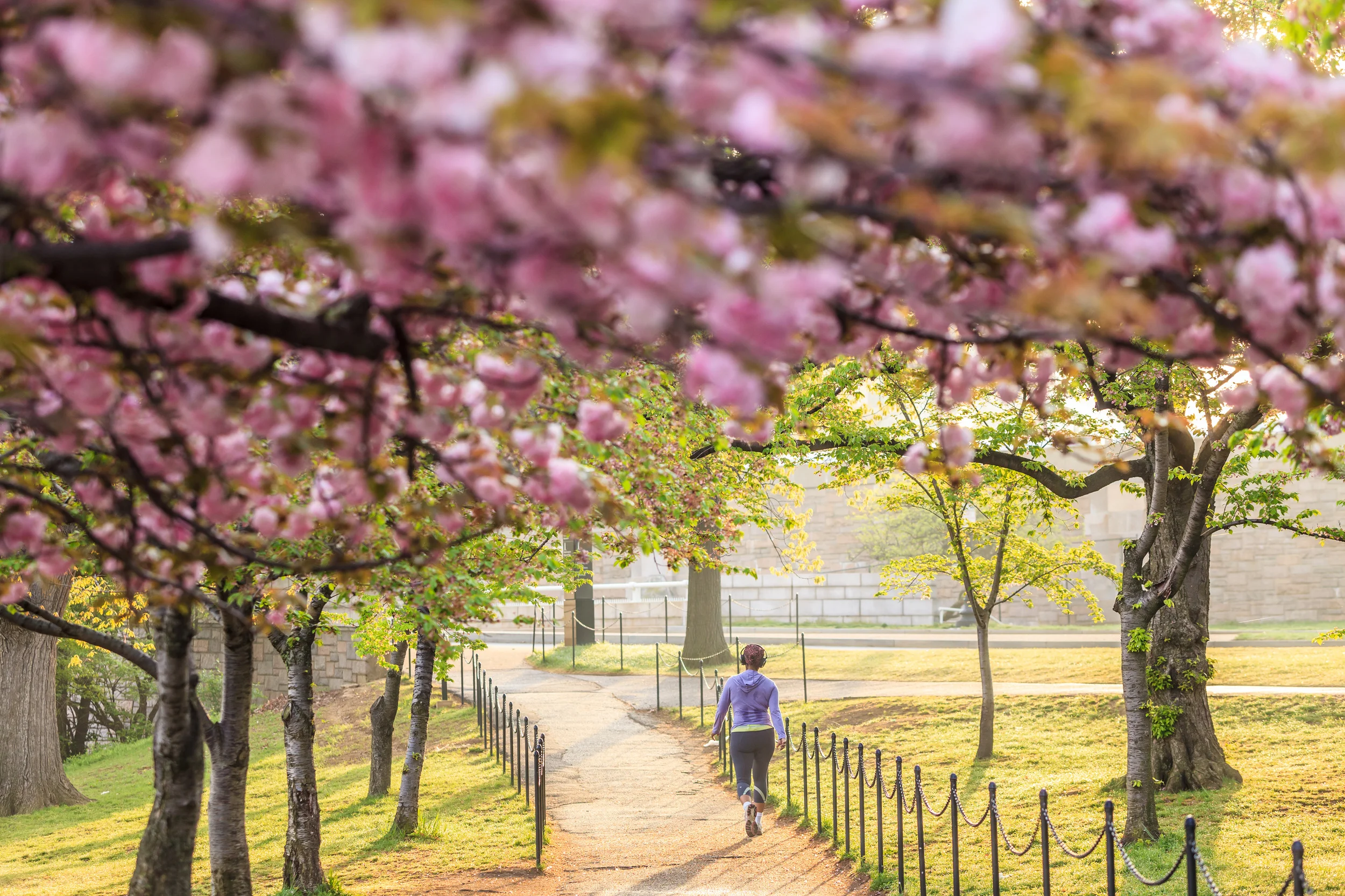 What's more picturesque than a jog amid Washington, DC's cherry blossoms in spring?