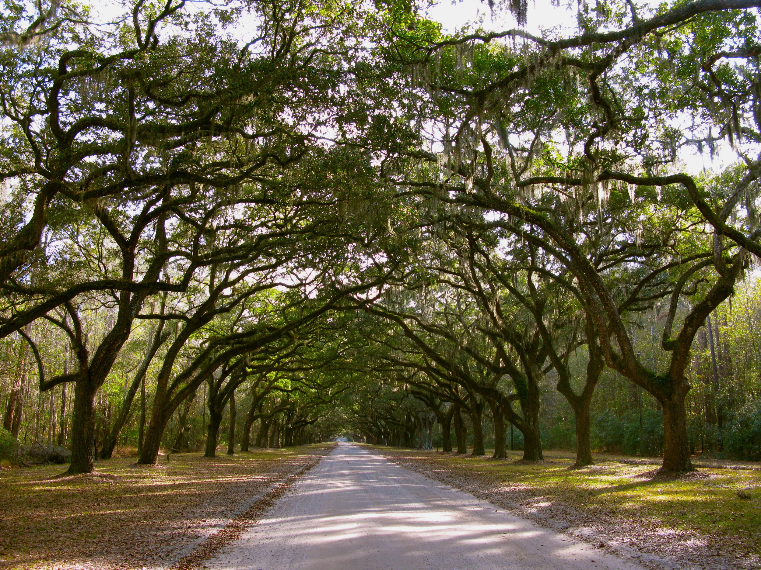 Wormsloe Plantation, Savannah Georgia