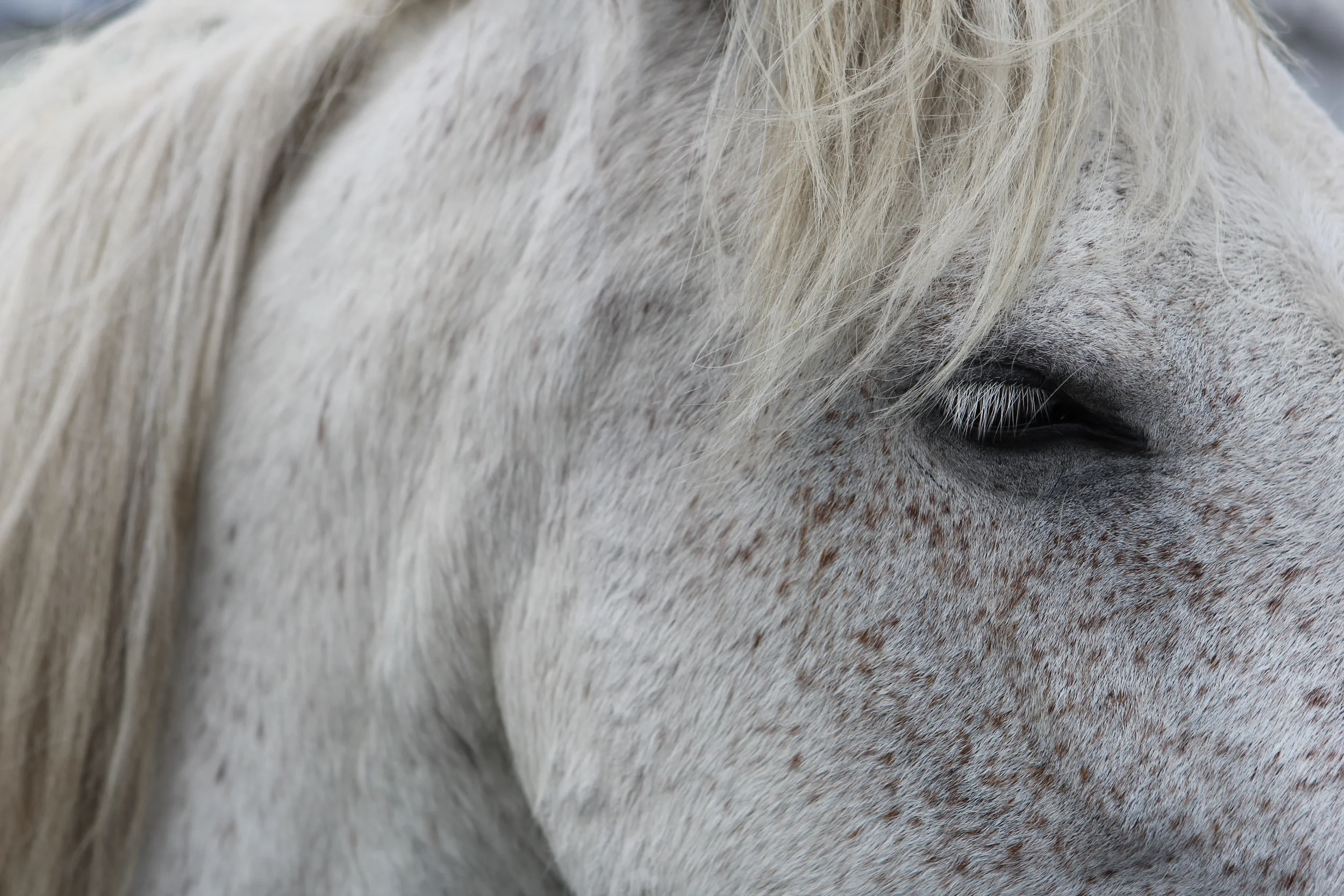 White horse in countryside in Ireland