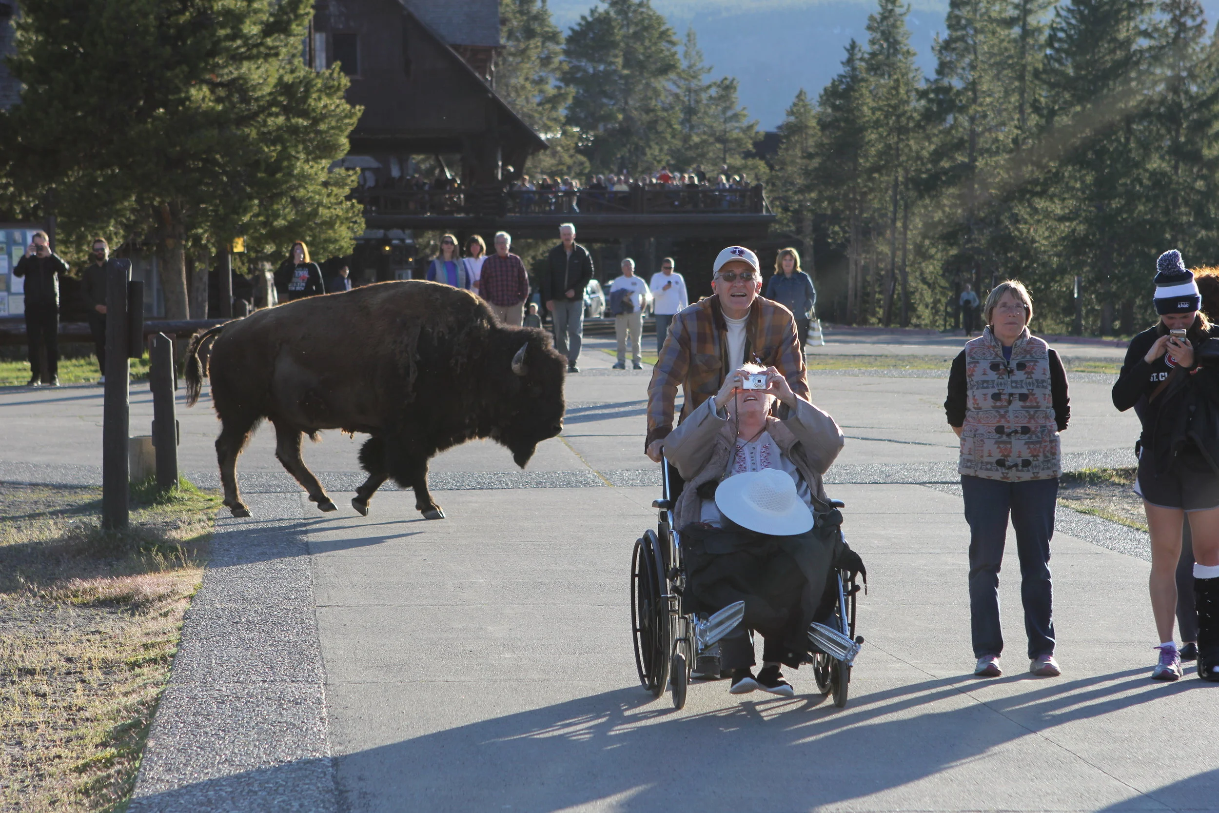 Buffalo and tourists at Yellowstone National Park, Wyoming