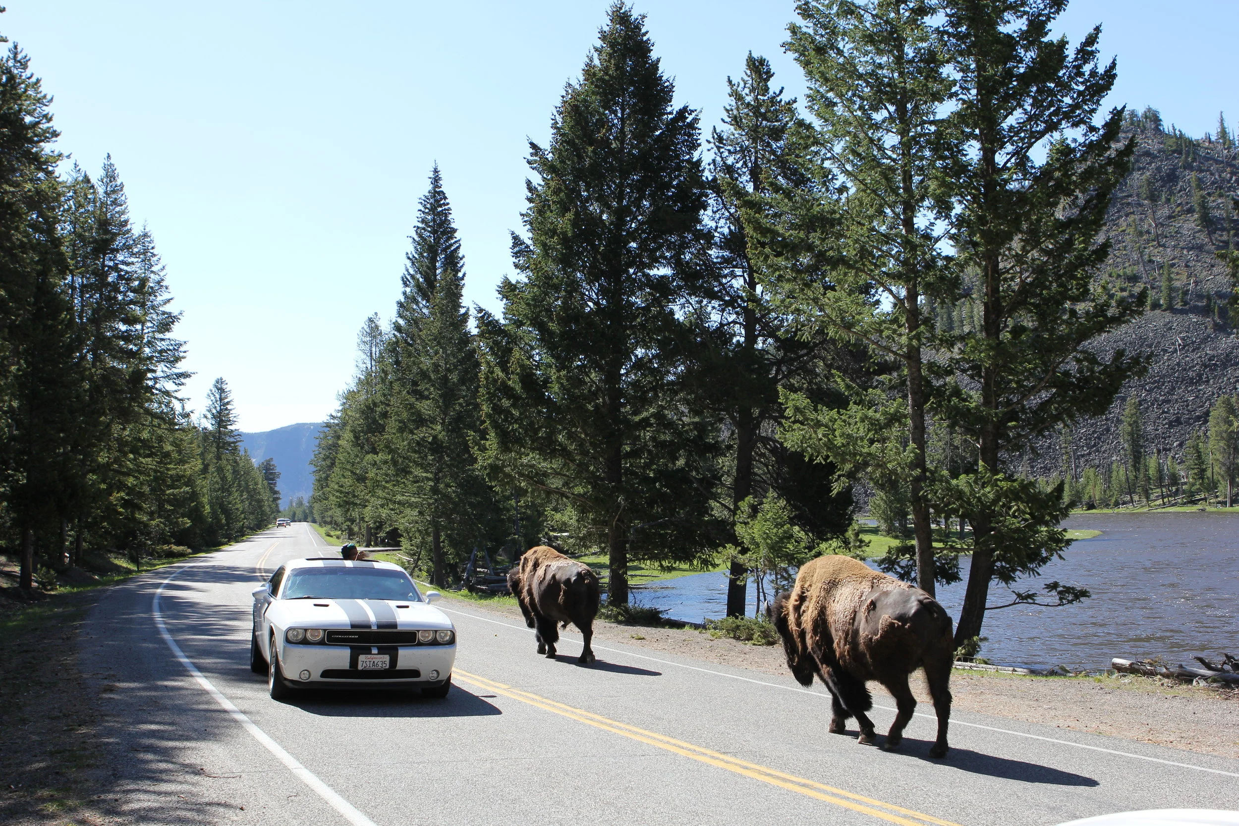 Buffalo on the road at Yellowstone National Park, Wyoming
