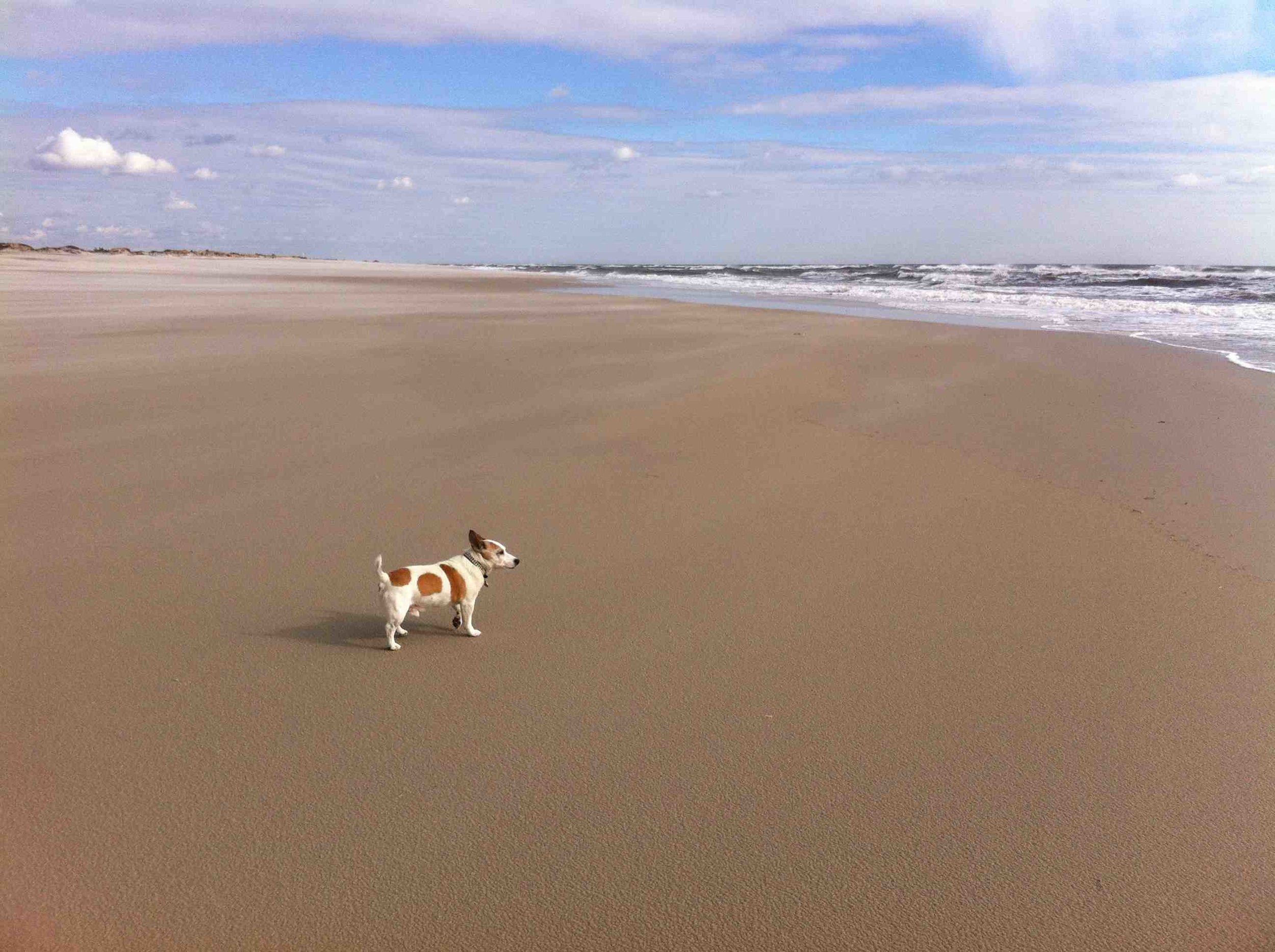 Red at the beach, Long Island