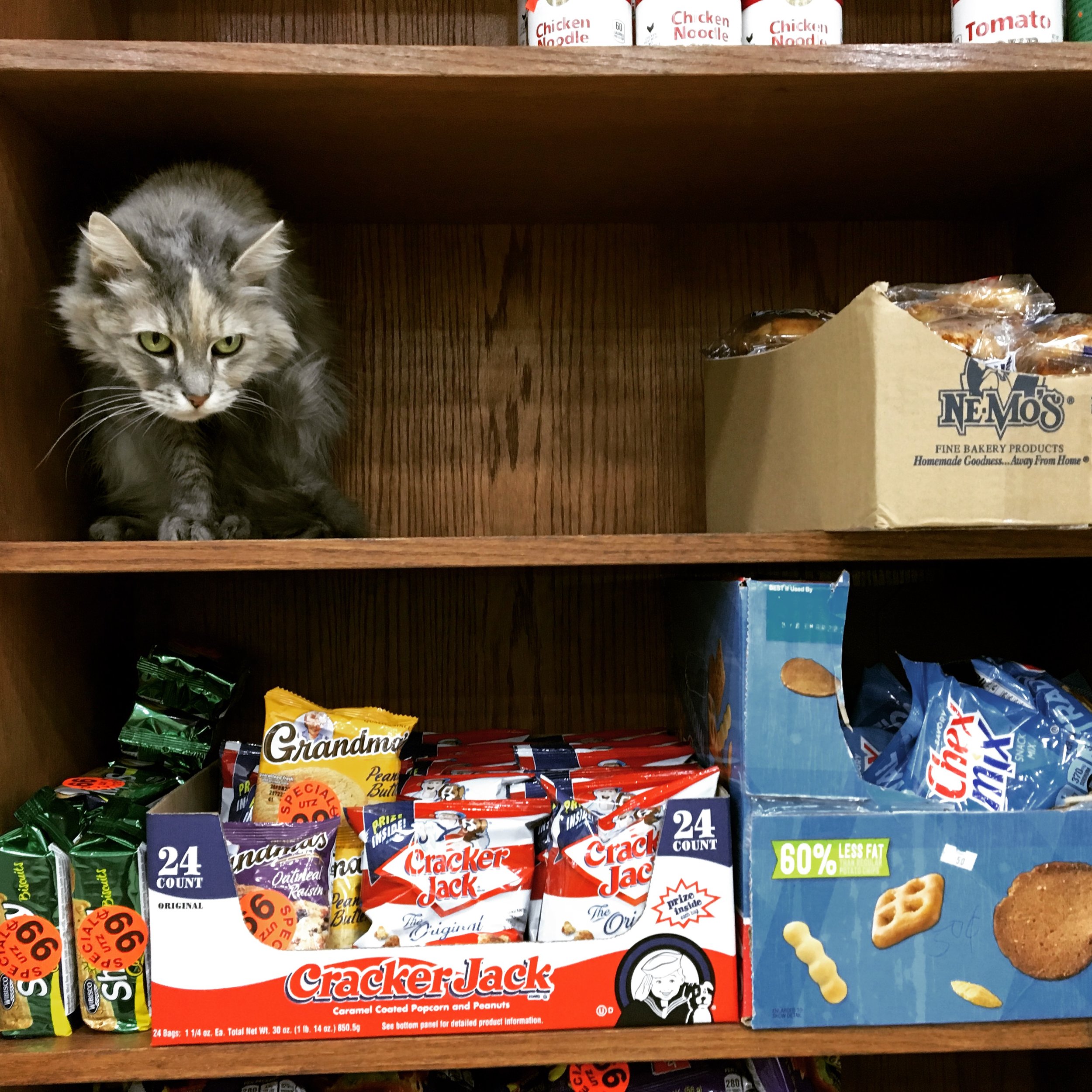 Cat on shelf at deli, NYC