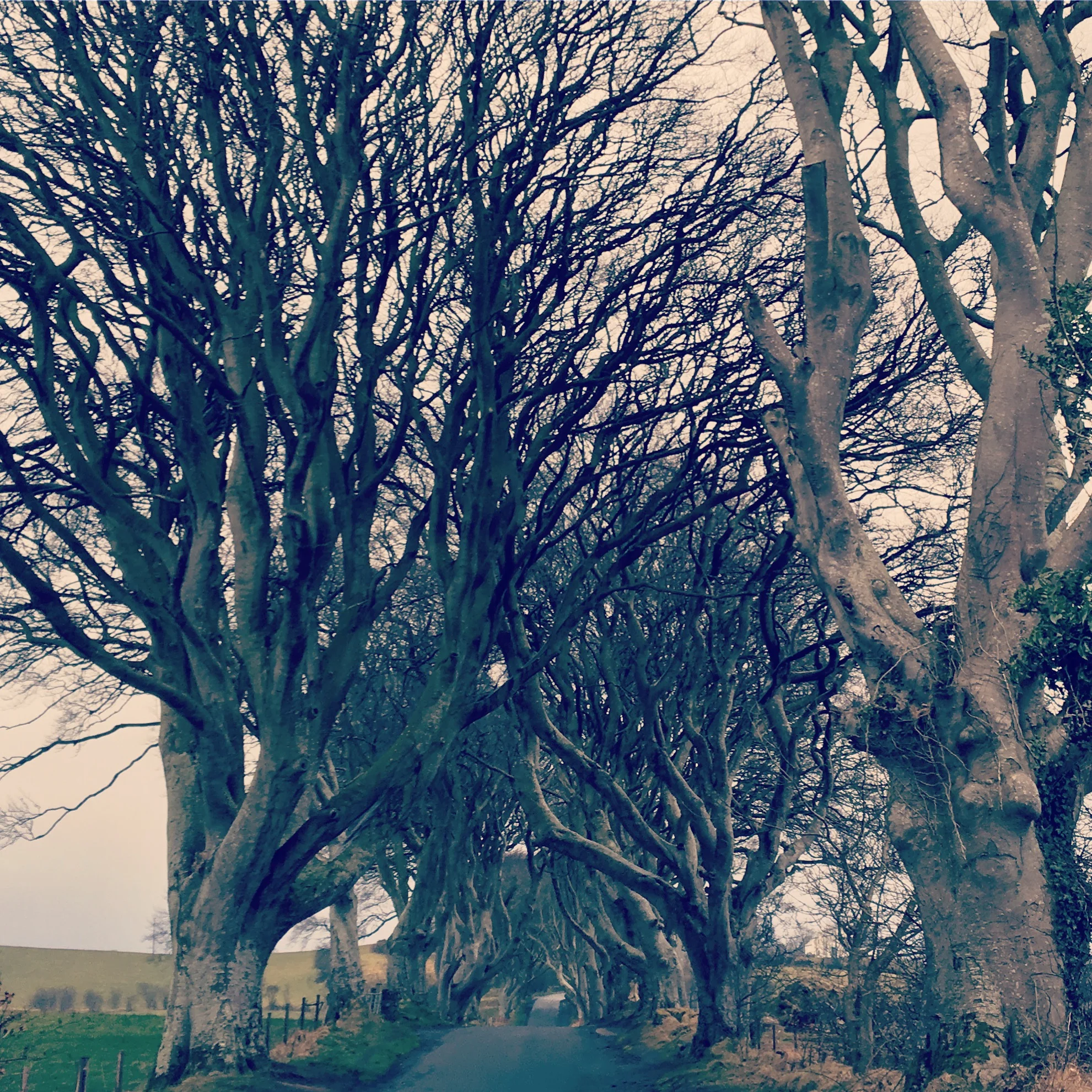 Northern Ireland, scene from GoT, Kingsroad