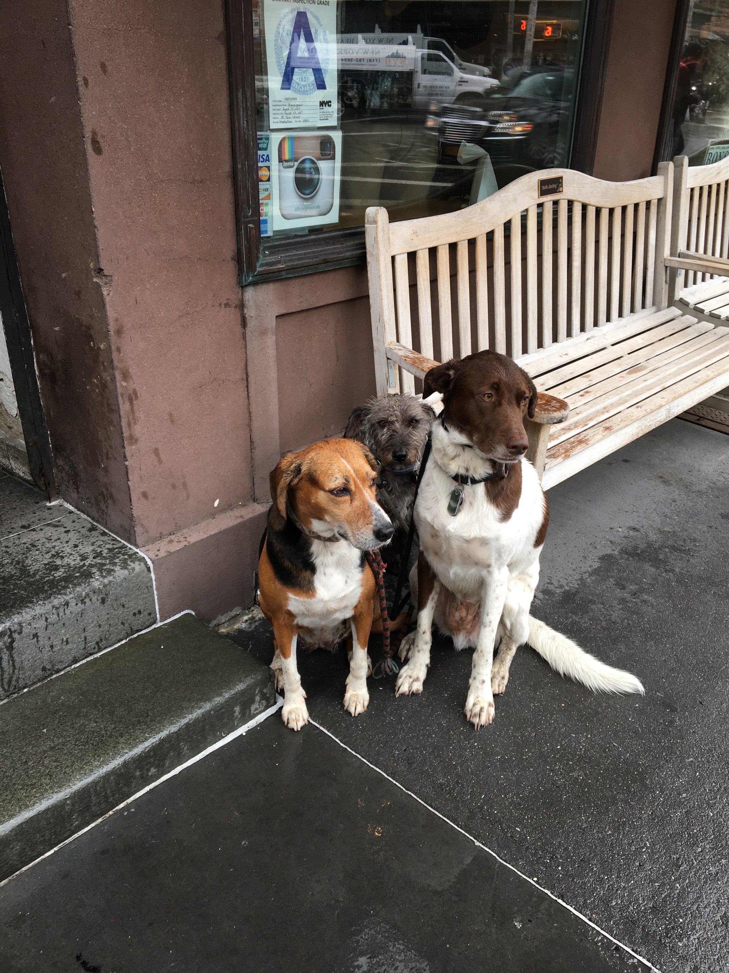 Dogs waiting, NYC