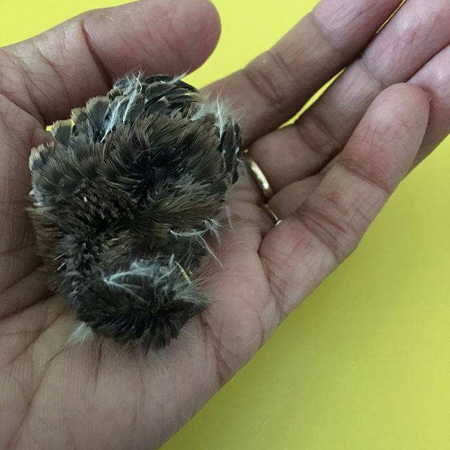 Teaching our students to protect nature #Protecting #nature ❤️ #bird #rescue #lovelife #compassion #kindness #animals #montessori AMI age 3-6 #nowenrolling #respect #art