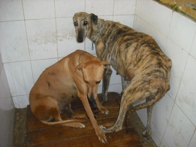 Pregnant Galgas Jerez