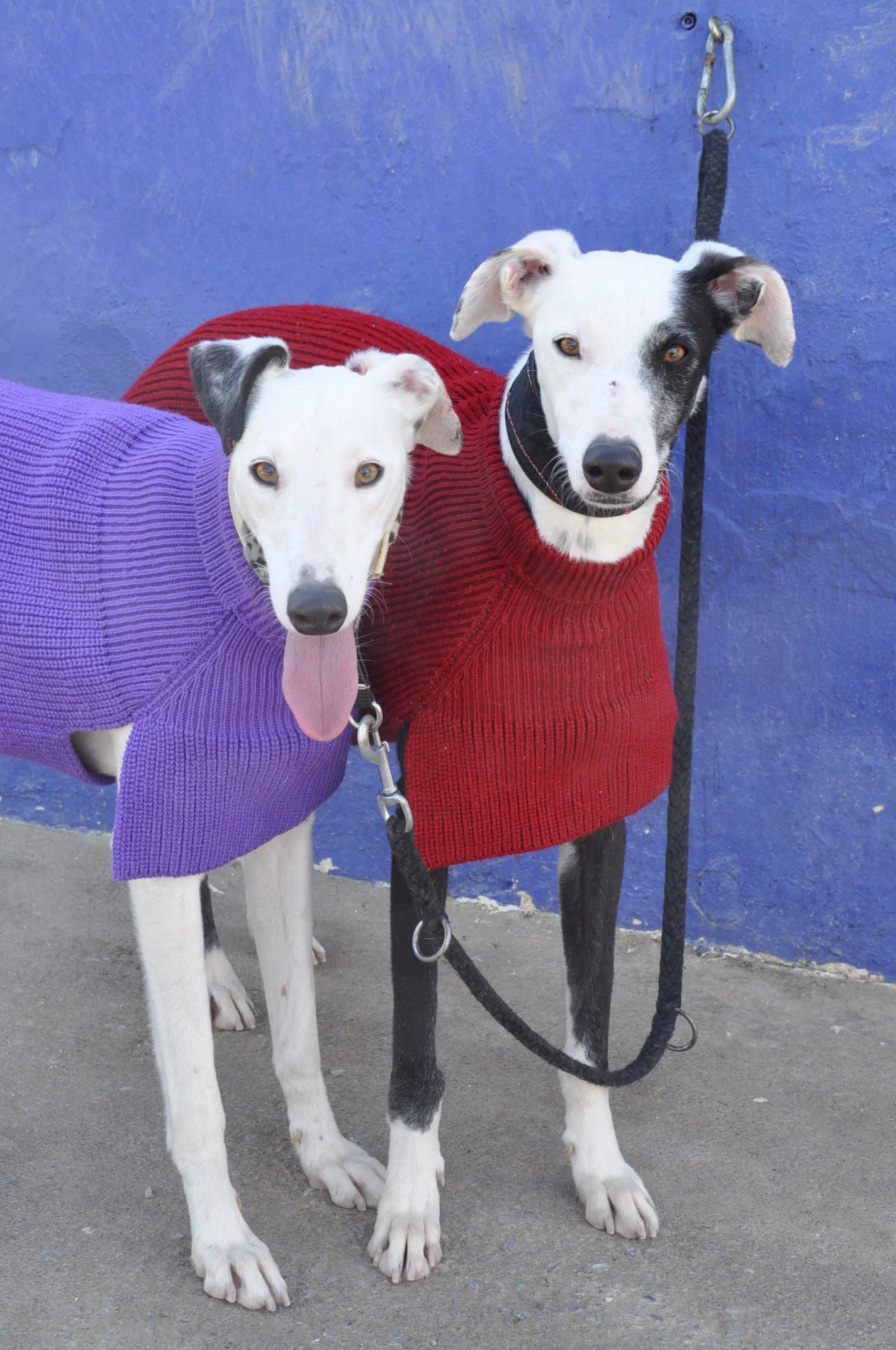 Saskia galgos sweaters