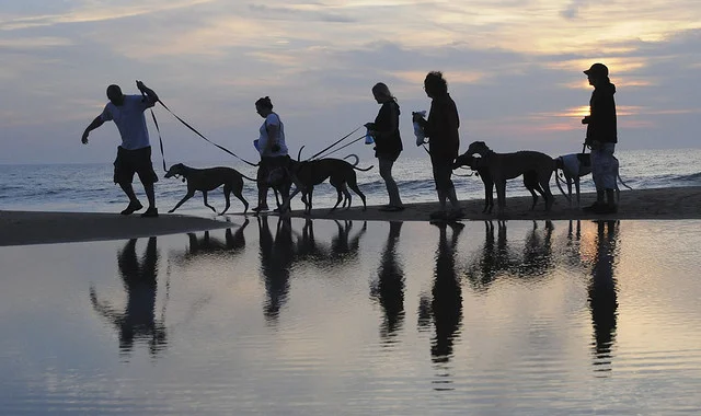 Dewey Beach Greyhounds