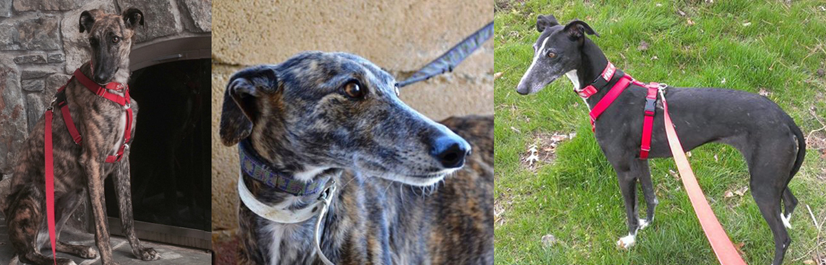 Kingsley, Shark, and Noche.