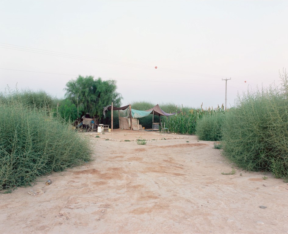 Sorghum Plot, 2015, Inkjet print, 130X160 cm