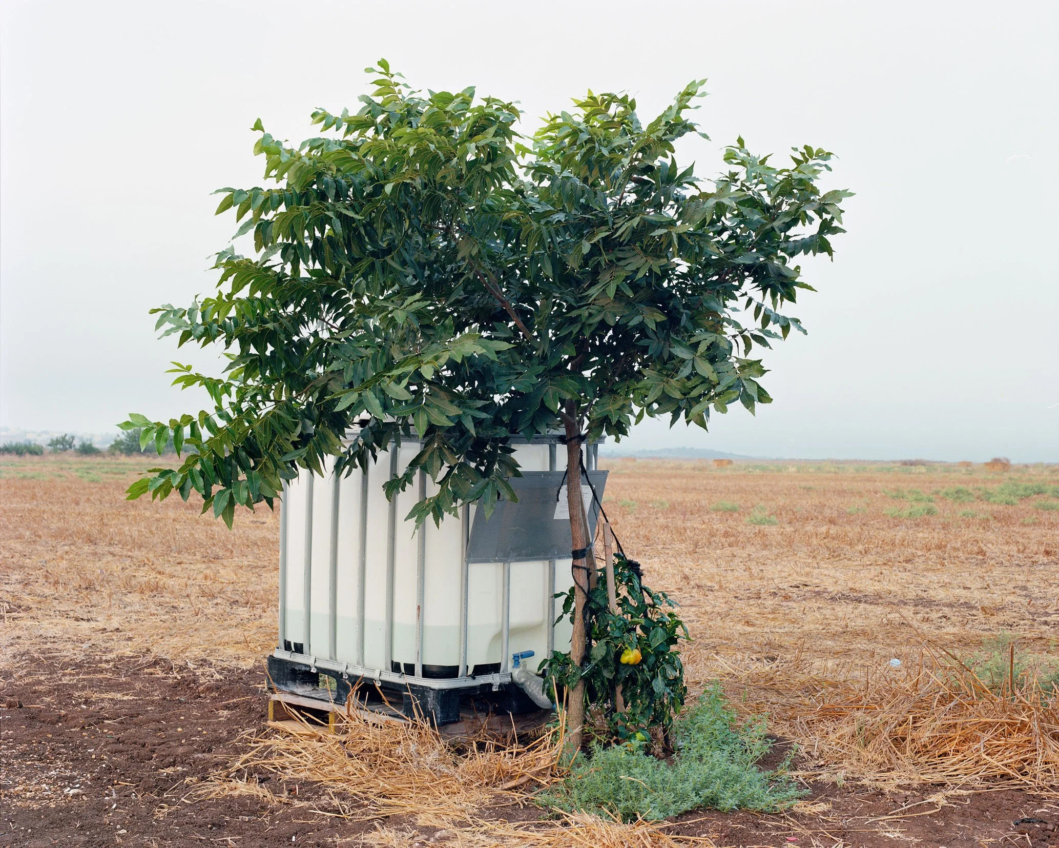 Irrigation Tank, Tree, and Peppper, 2021, Inkjet print, 80X100 cm